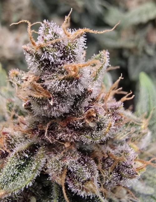 Strawberry Gorilla Auto (HFF). Week 12