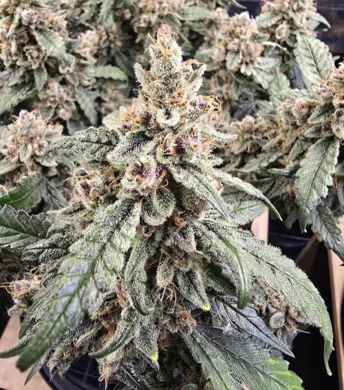 Strawberry Gorilla Auto (HFF). Week 12