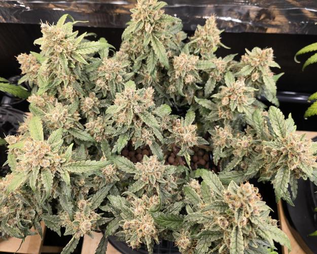 Strawberry Gorilla Auto (HFF). Week 12