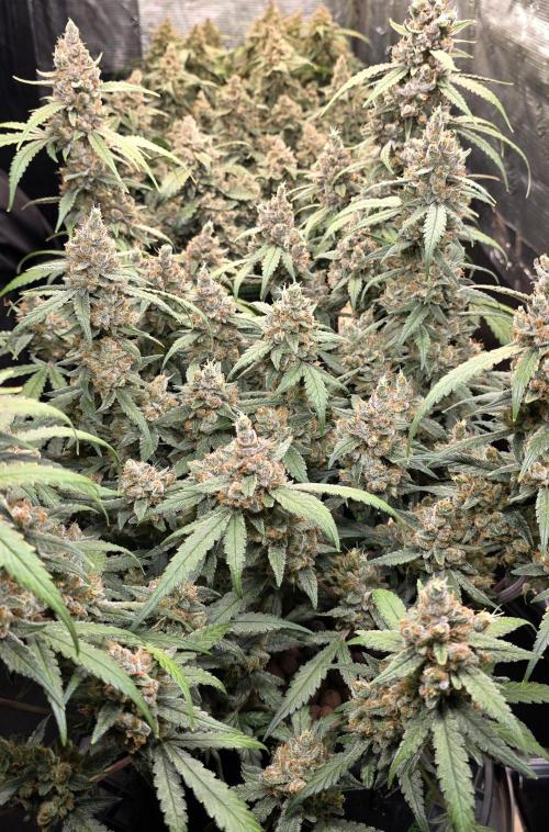 Strawberry Gorilla Auto (HFF). Week 12