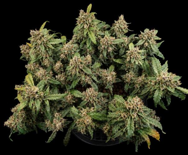 Strawberry Gorilla Auto (HFF). Week 13