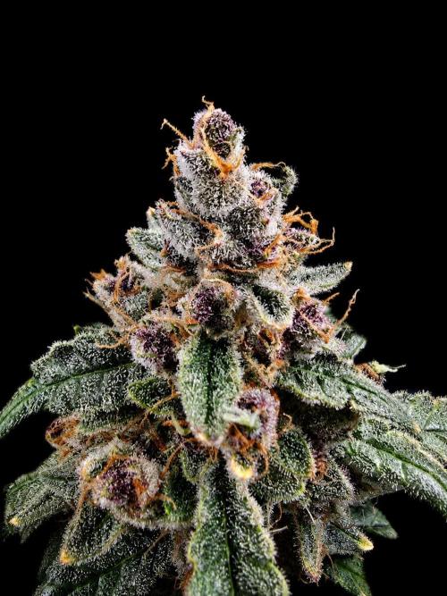 Strawberry Gorilla Auto (HFF). Week 13