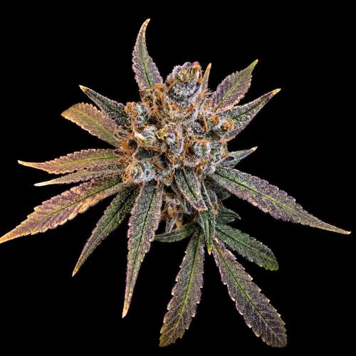 Strawberry Gorilla Auto (HFF). Week 13