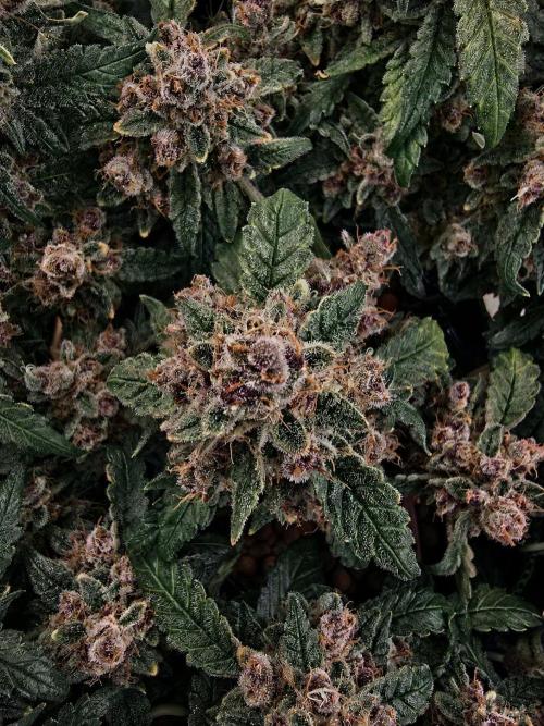 Strawberry Gorilla Auto (HFF). Week 13