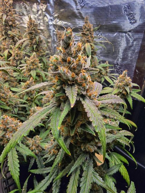 Strawberry Gorilla Auto (HFF). Week 13