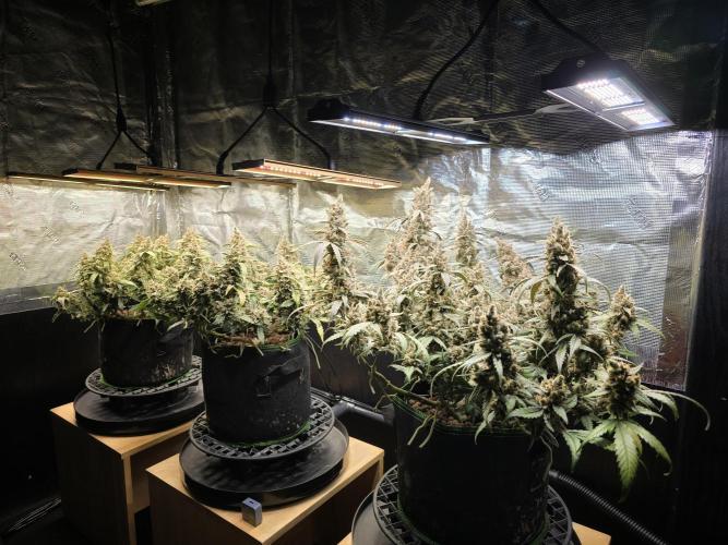 Strawberry Gorilla Auto (HFF). Week 14