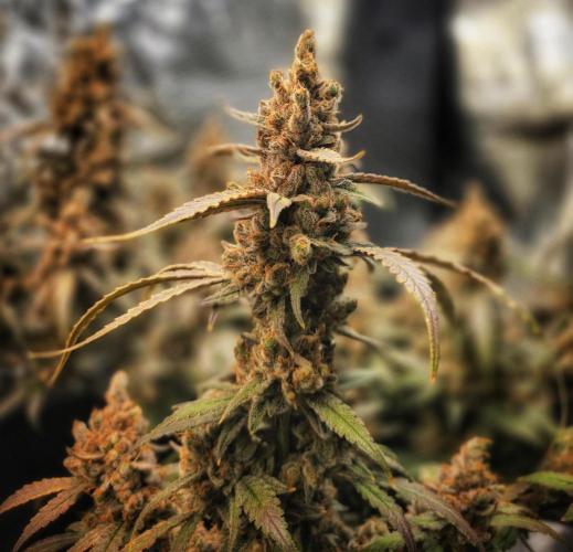 Strawberry Gorilla Auto (HFF). Week 14