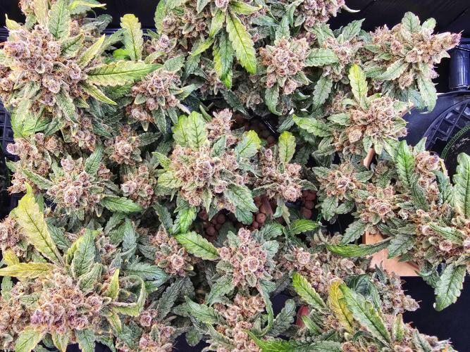 Strawberry Gorilla Auto (HFF). Week 14
