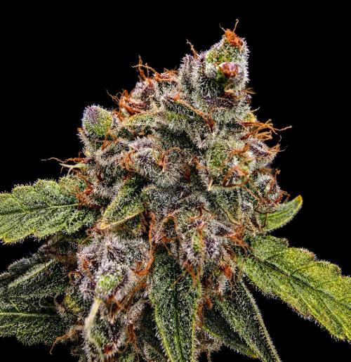 Strawberry Gorilla Auto (HFF). Week 14