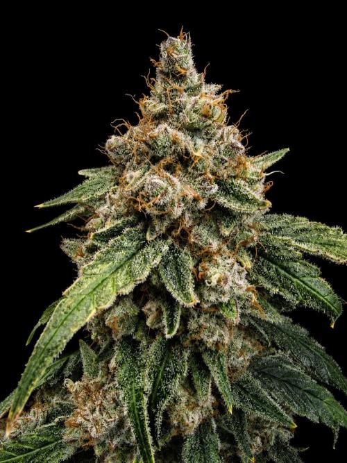 Strawberry Gorilla Auto (HFF). Week 14