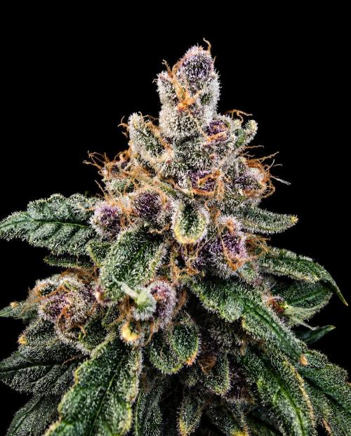 Strawberry Gorilla Auto (HFF). Week 14