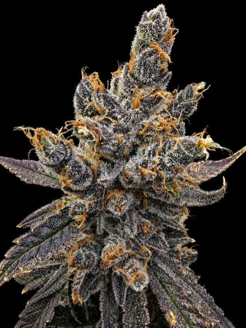 Strawberry Gorilla Auto (HFF). Week 14