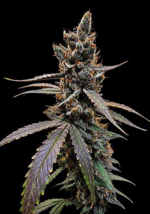 Strawberry Gorilla Auto (HFF). Week 14