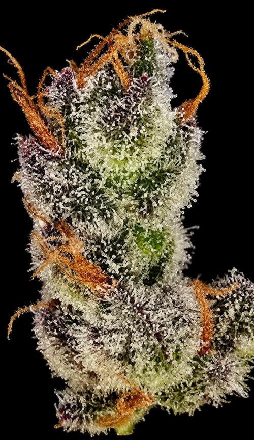 Strawberry Gorilla Auto (HFF). Week 14
