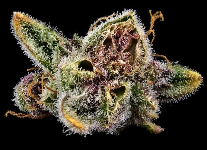 Strawberry Gorilla Auto (HFF). Week 14