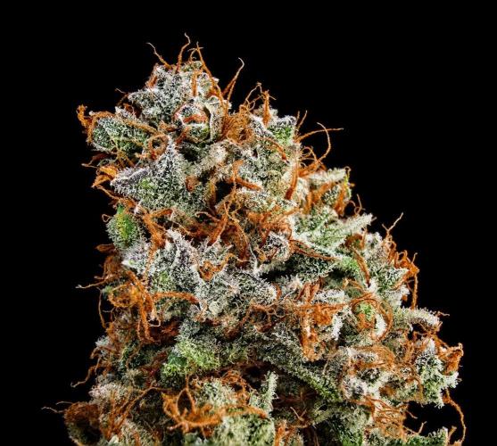 Strawberry Gorilla Auto (HFF). Week 14