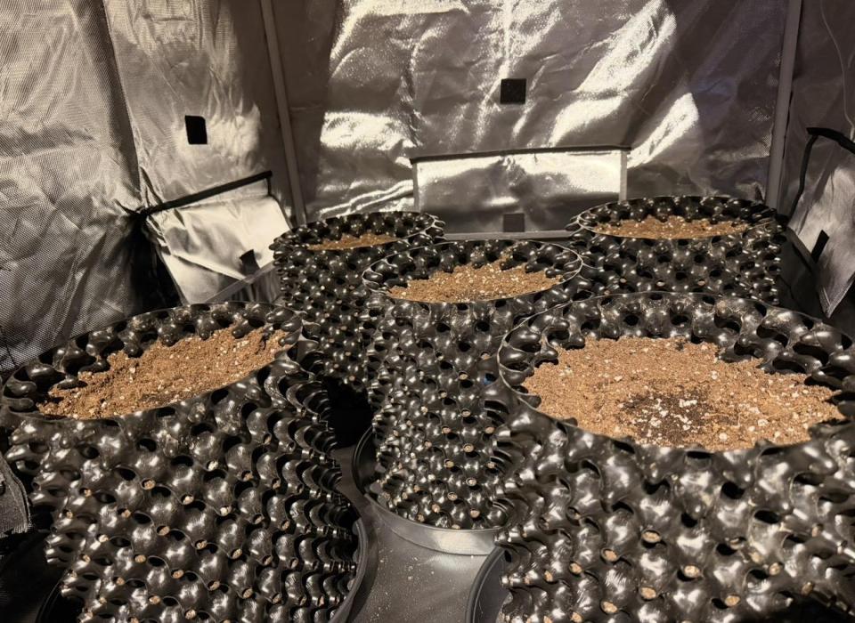 Jack Herer | Green House Seeds. Week 0 - Die Samen jeweils mittig, mit der wurzel gerade nach unten in den Topf. 16.10.