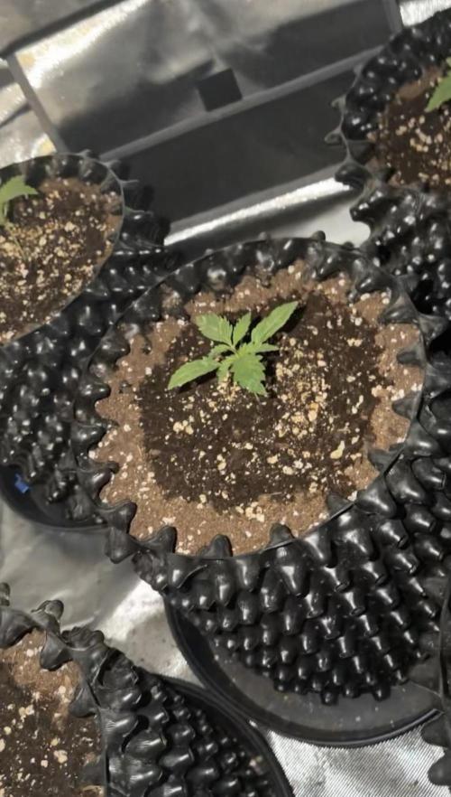 Jack Herer | Green House Seeds. Week 1 - Tag 7, 4/5 sehen so aus