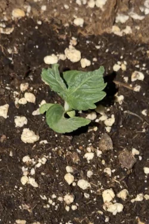 Jack Herer | Green House Seeds. Week 1 - Tag 7 und eine sieht so aus