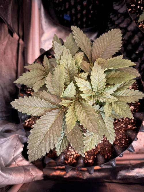 Jack Herer | Green House Seeds. Week 3 - 3.11. 1/5