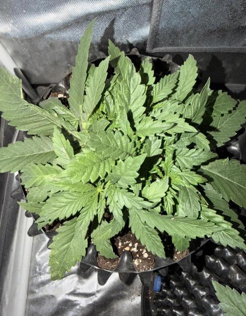 Jack Herer | Green House Seeds. Week 3 - 5.11. 2/5