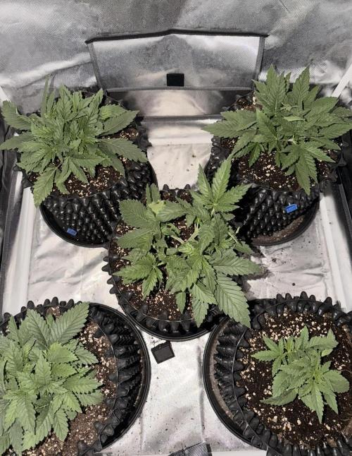 Jack Herer | Green House Seeds. Week 3 - alle 5 