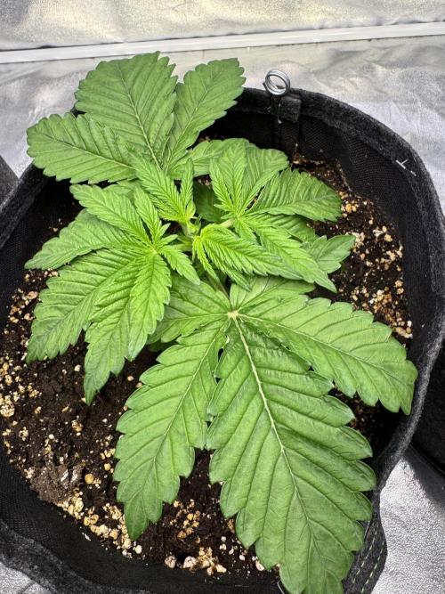 Forbitten Blueprint. Week 3 - Forbitten B . Tag 21