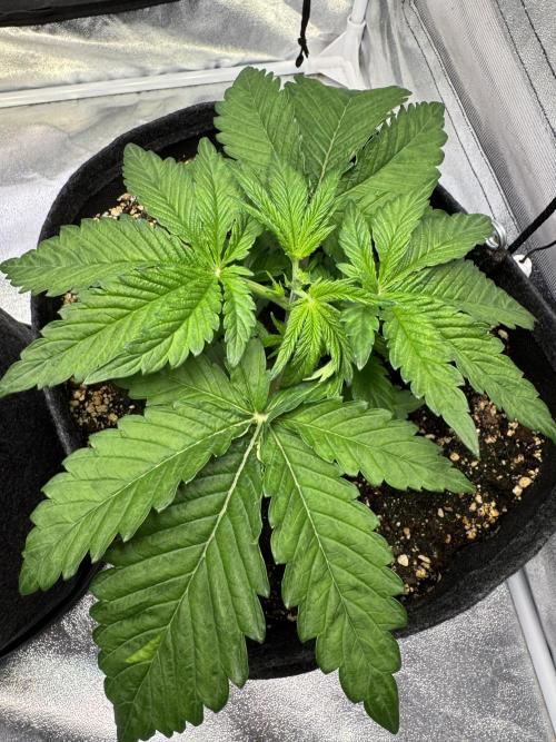 Forbitten Blueprint. Week 3 - Forbitten B.Tag 21