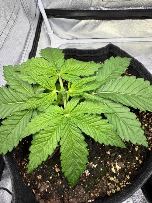 Forbitten Blueprint. Week 3 - Forbitten B .Tag 21