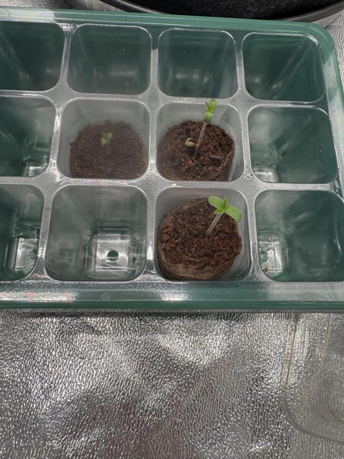 Forbitten Blueprint. Week 0 - Forbitten B. 