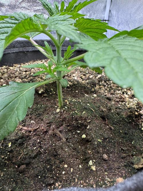 Forbitten Blueprint. Week 2