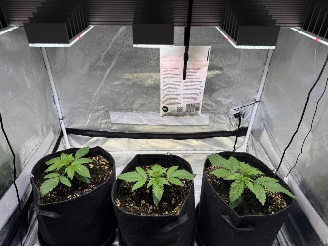 Forbitten Blueprint. Week 2