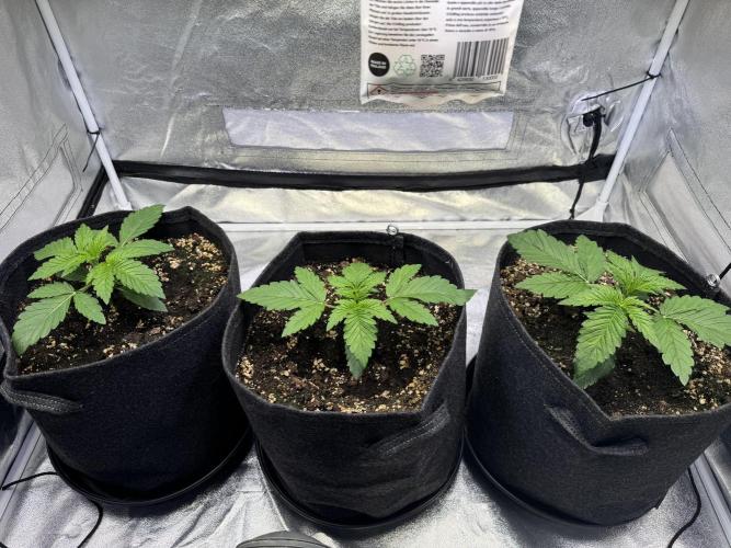 Forbitten Blueprint. Week 2