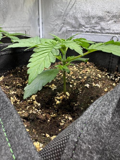 Forbitten Blueprint. Week 2