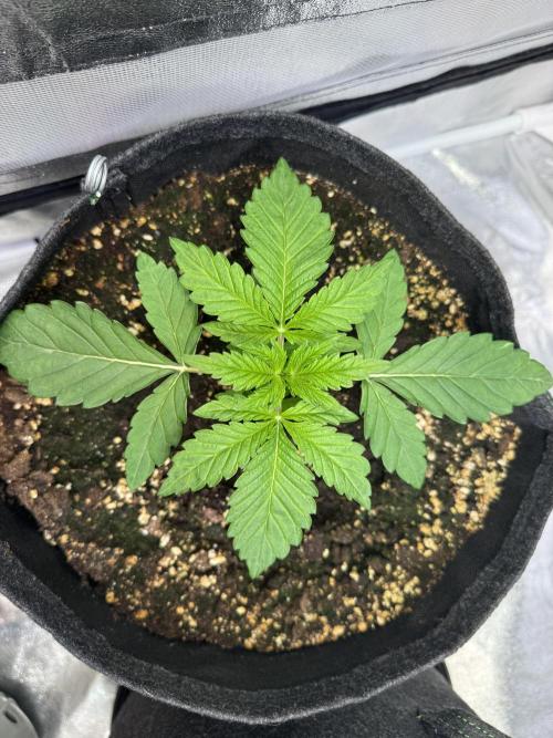 Forbitten Blueprint. Week 2