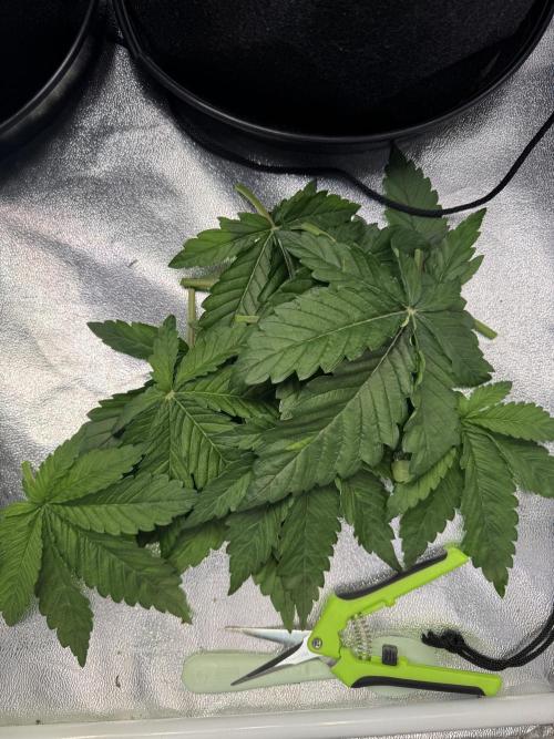 Forbitten Blueprint. Week 3 - Zu große Fächer entfernen damit die Triebe besser Licht bekommen 