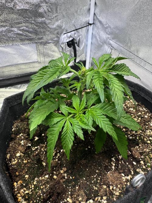 Forbitten Blueprint. Week 3