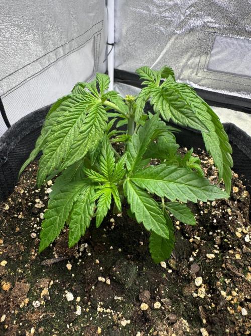 Forbitten Blueprint. Week 3