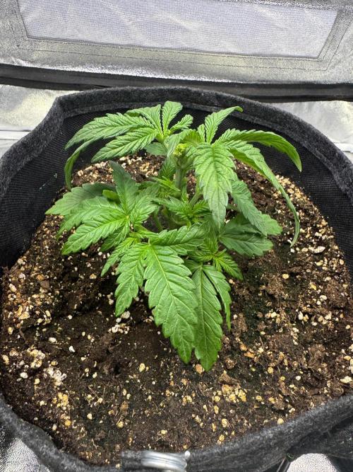 Forbitten Blueprint. Week 3