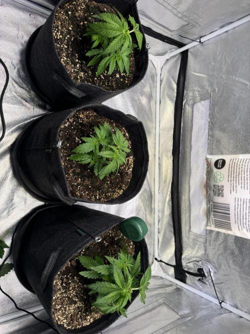 Forbitten Blueprint. Week 3