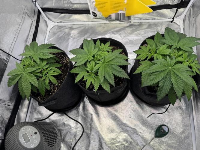 Forbitten Blueprint. Week 4