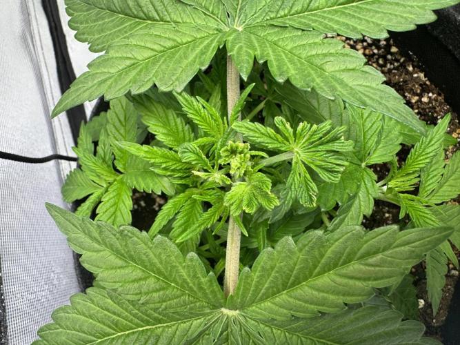 Forbitten Blueprint. Week 4