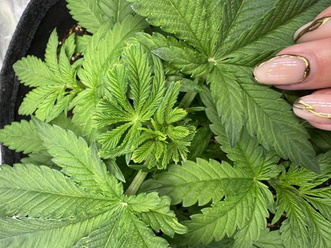 Forbitten Blueprint. Week 4