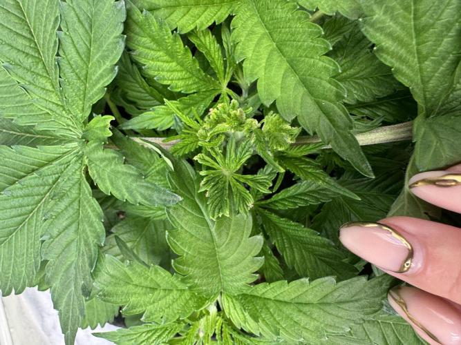 Forbitten Blueprint. Week 4