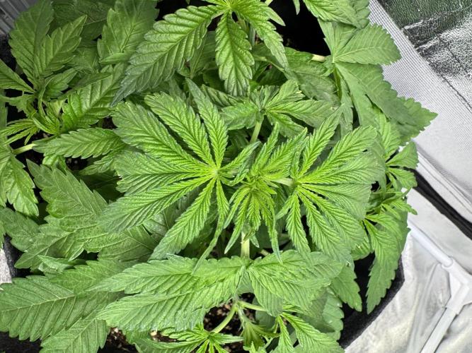 Forbitten Blueprint. Week 4