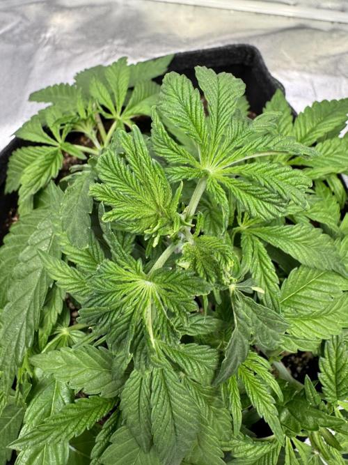 Forbitten Blueprint. Week 4