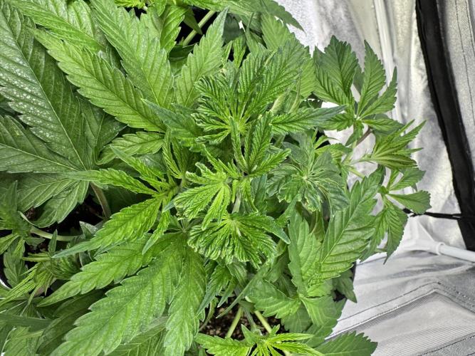 Forbitten Blueprint. Week 4