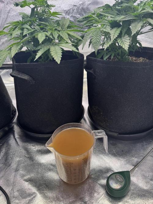 Forbitten Blueprint. Week 4 - Noch 1 Woche dann geht es in die Blüte .. 