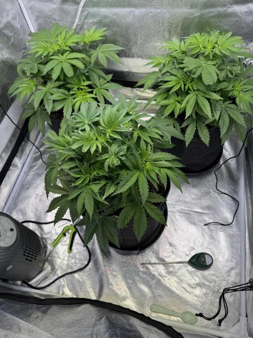 Forbitten Blueprint. Week 5