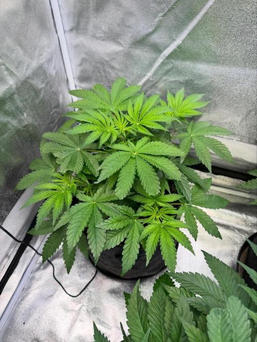 Forbitten Blueprint. Week 5